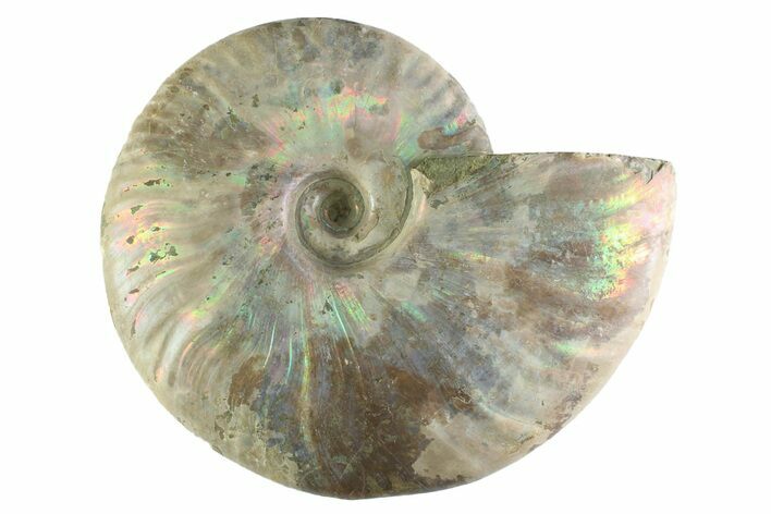 Silver Iridescent Ammonite (Cleoniceras) Fossil - Madagascar #345602